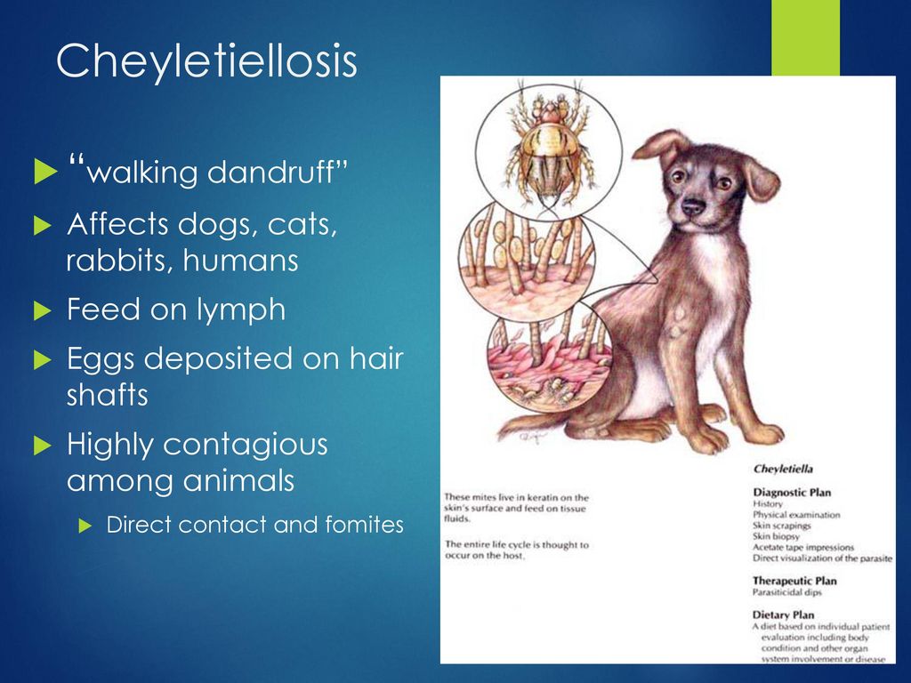 CASE 6. CASE 6 NON BURROWING MITES Cheyletiellosis walking